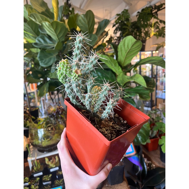 Whipple Cholla|6 inch