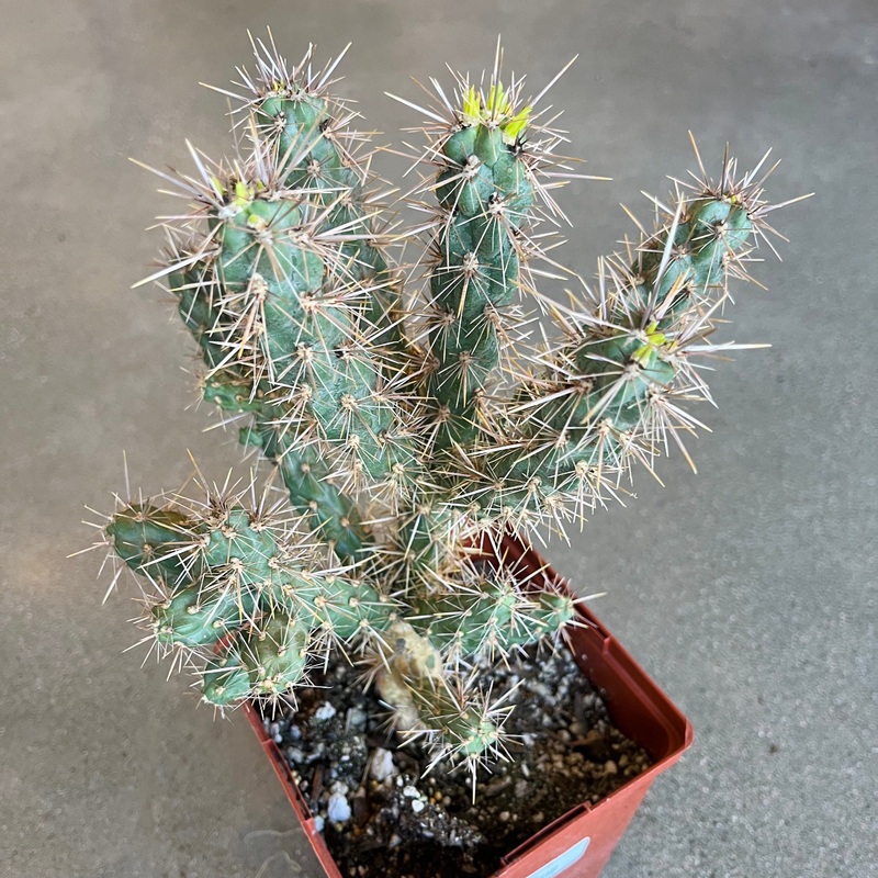 White Tower Cholla|6 Inch