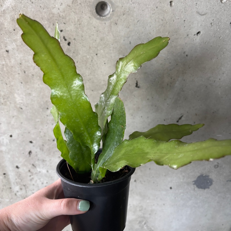 Zig Zag Cactus ‘Fire’|4 inch