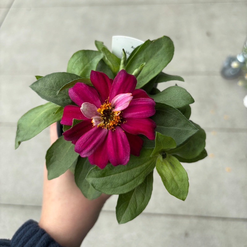 Zinnia Zahara Mix|4 inch