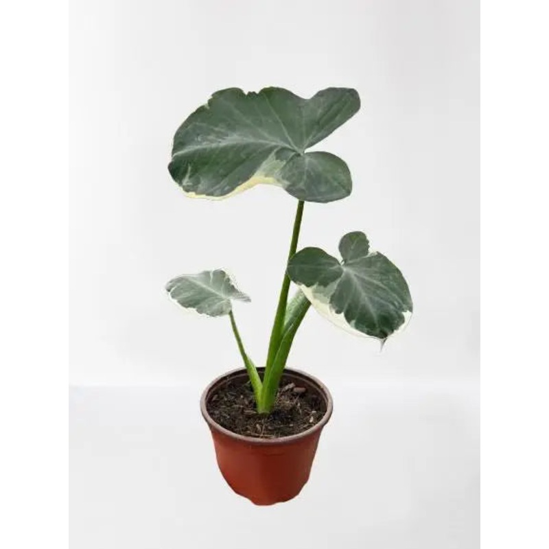 Alocasia Mickey Mouse|2″ Pot