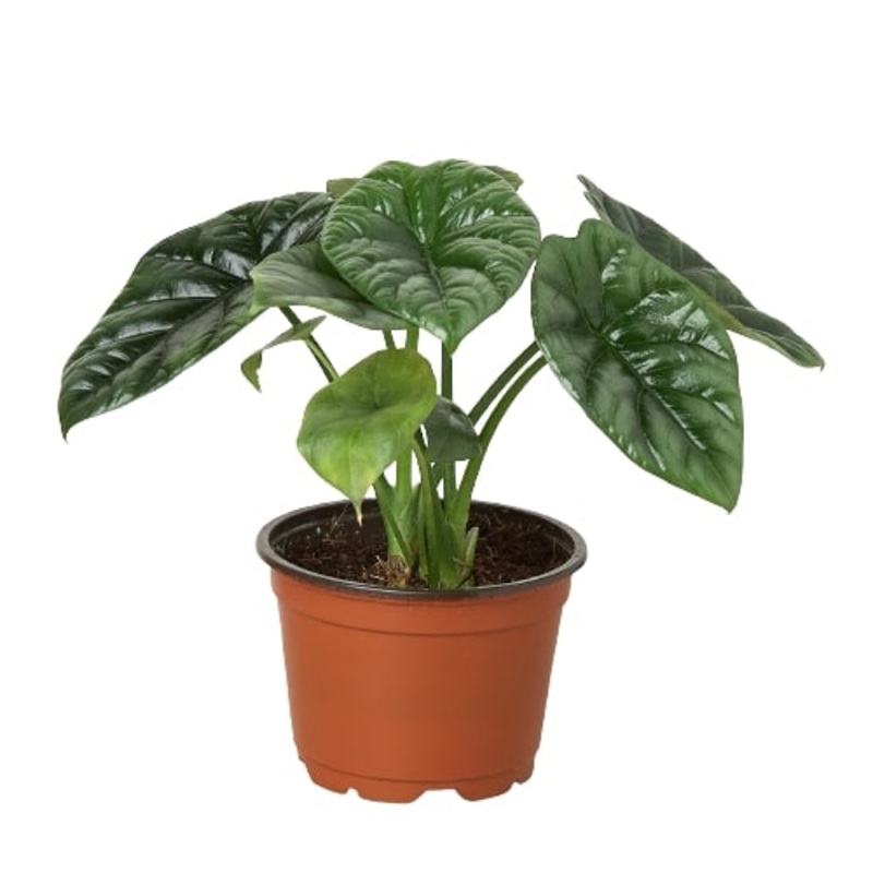 Alocasia Mirror Face|4″ Pot