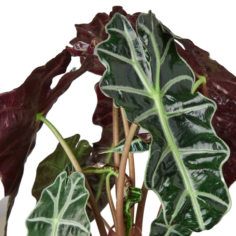 Alocasia Polly ‘African Mask’ – 4 Pot – NURSERY POT ONLY