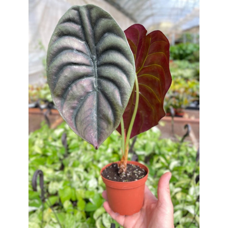 Alocasia Red Secret|4″ Pot