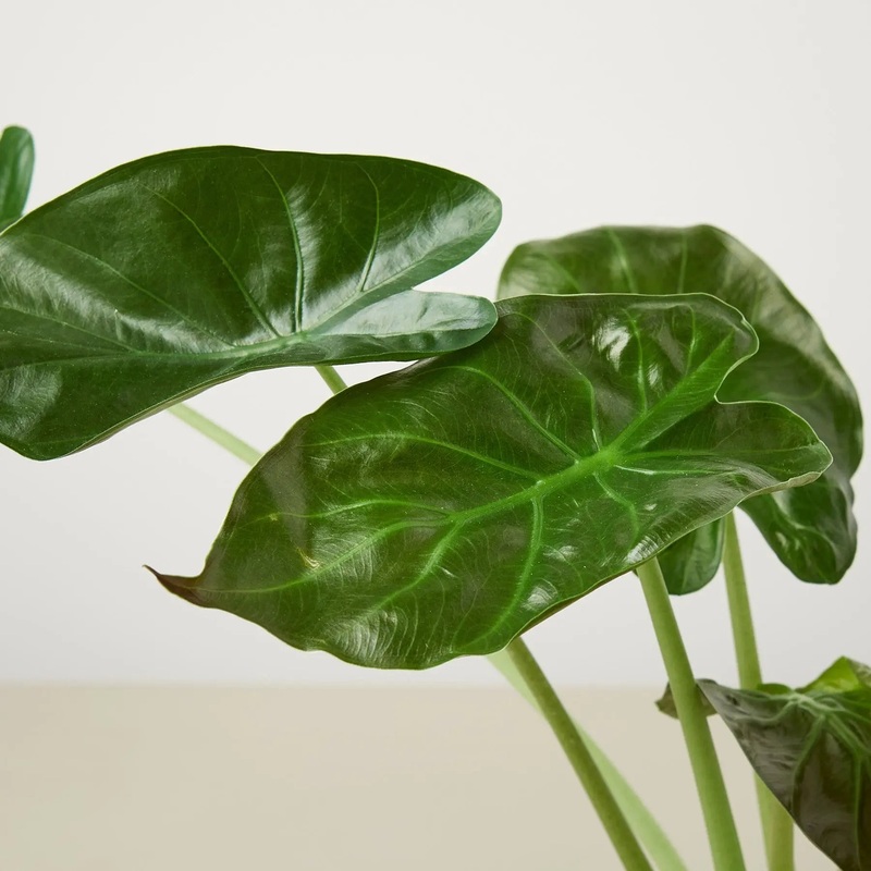 Alocasia Wentii  **Very Rare**