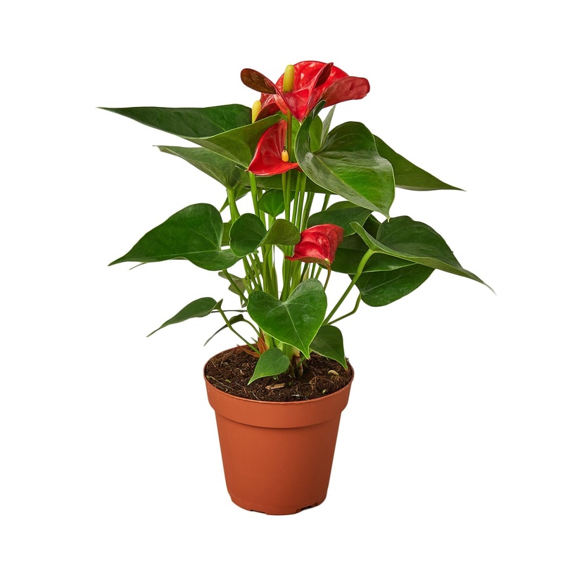 Anthurium ‘Red’ – 4 Pot – NURSERY POT ONLY