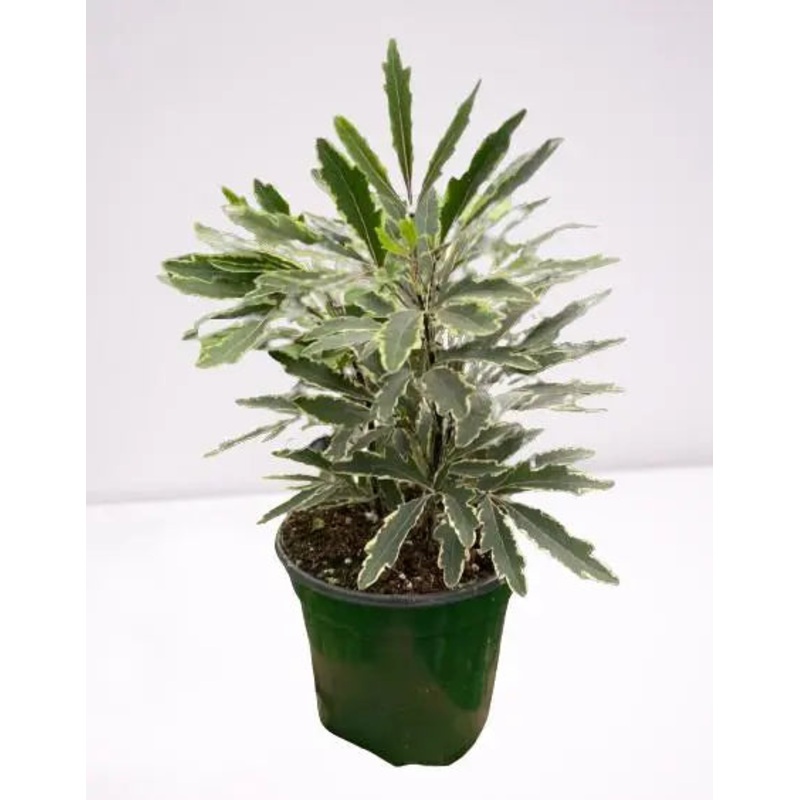 Aralia Bianca|3″ Pot
