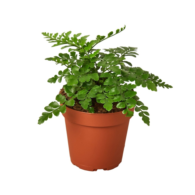 Austral Gem Fern – 4 Pot – NURSERY POT ONLY