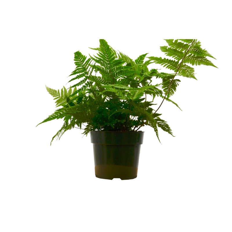 ‘Autumn’ Fern – 6 Pot – NURSERY POT ONLY