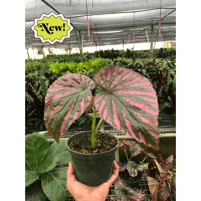 Begonia Exotica|6″ Pot