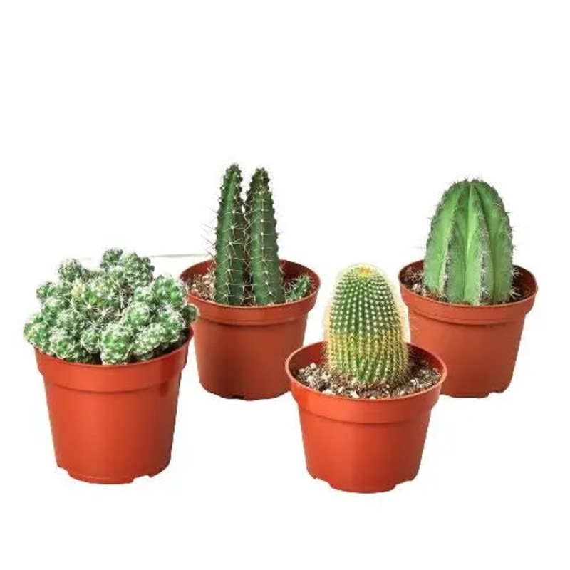 Cactus Combo  (4-Plants)|4″ Pot