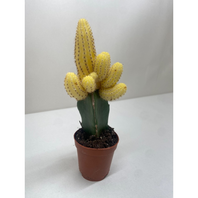 Cactus Graft Yellow|2″ Pot