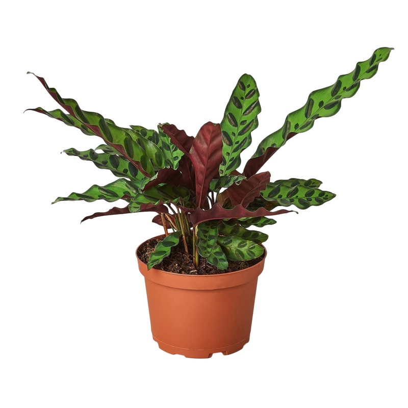 Calathea Lancifolia ‘Rattlesnake’ – 6 Pot – NURSERY POT ONLY