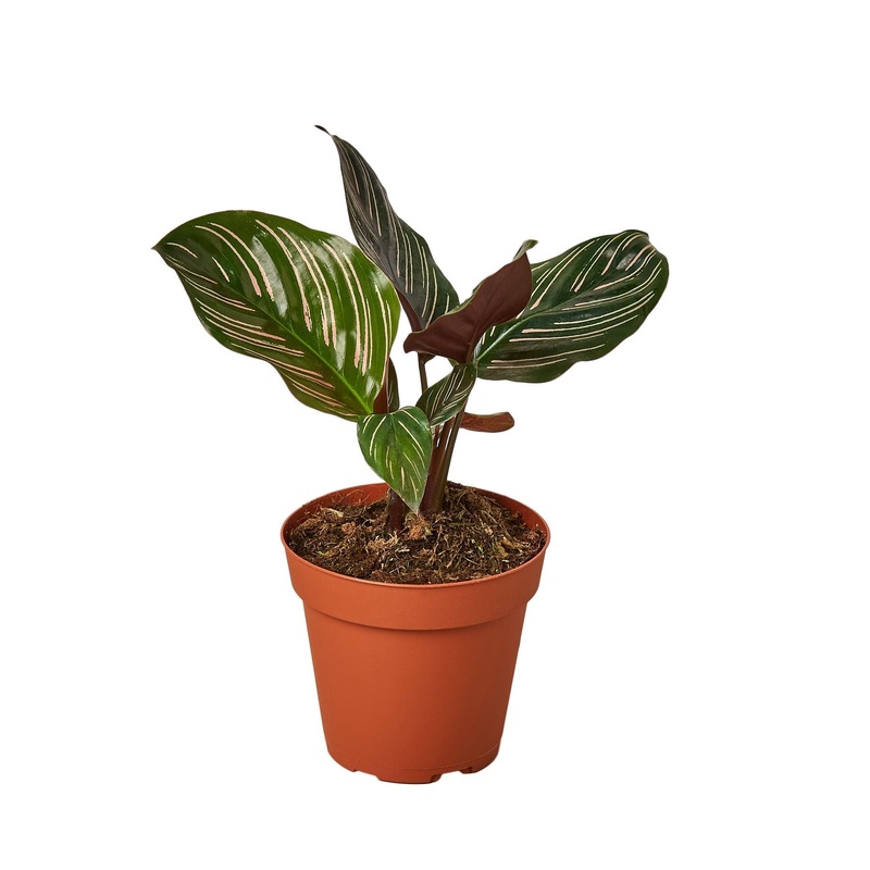 Calathea ‘Ornata’ – 4 Pot – NURSERY POT ONLY