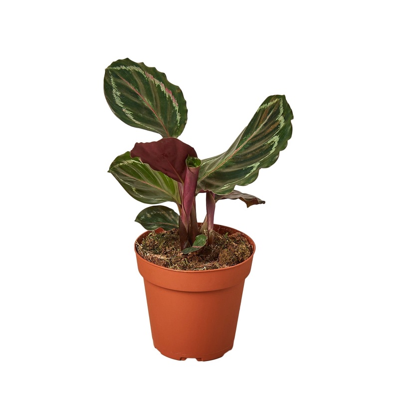 Calathea Roseopicta ‘Medallion’ – 4 Pot – NURSERY POT ONLY