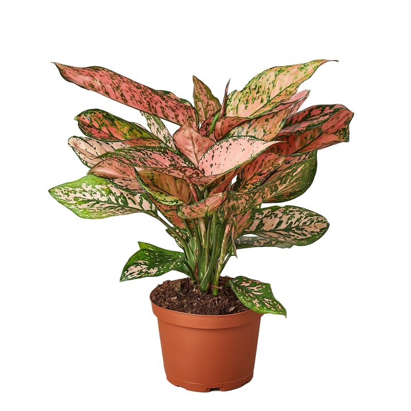Chinese Evergreen ‘Lady Valentine’ – 6 Pot – NURSERY POT ONLY
