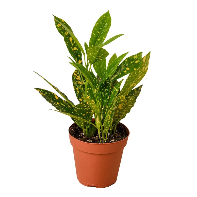 Croton Gold Dust|3″ Pot|4″ Pot