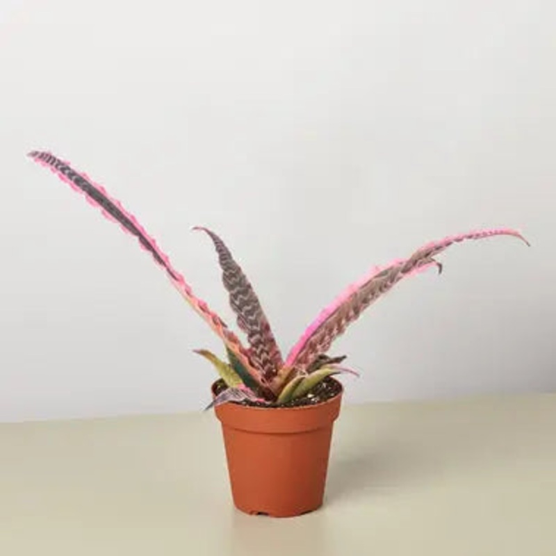 Cryptanthus Elaine|4″ Pot