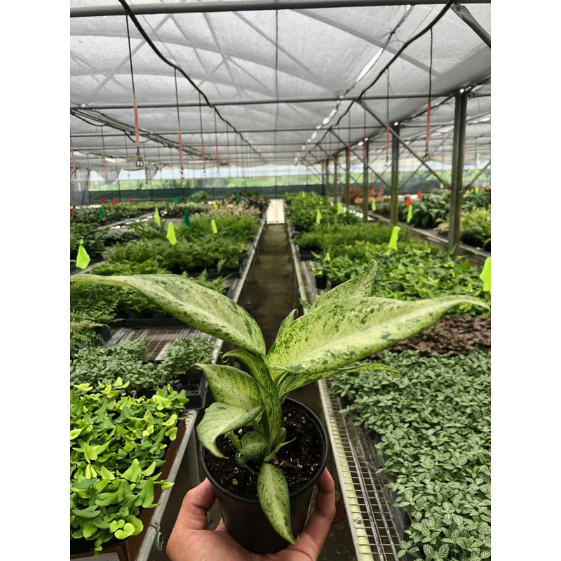 Dieffenbachia ‘Camouflage’|4″ Pot