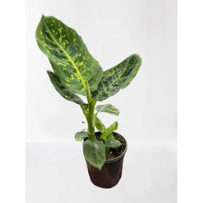 Dieffenbachia Reflector|4″ Pot