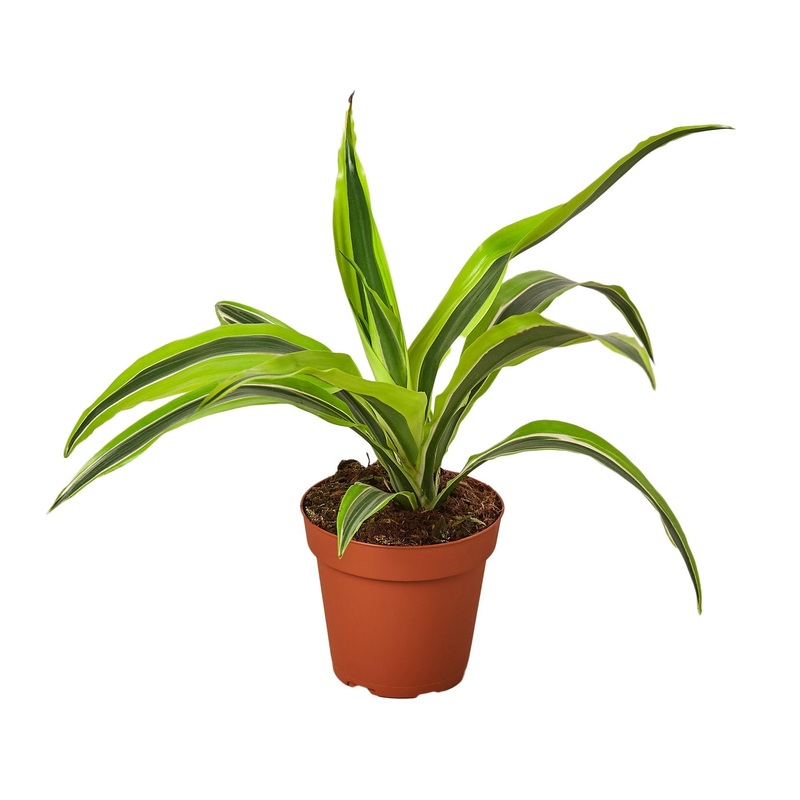 Dracaena Deremensis ‘Lemon Lime’ – 4 Pot – NURSERY POT ONLY