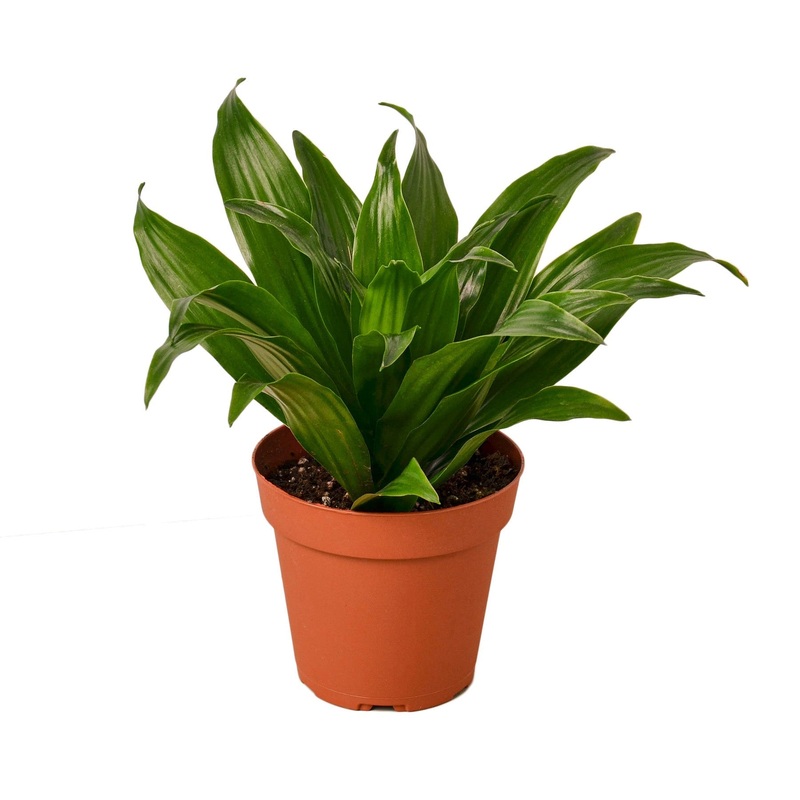 Dracaena ‘Janet Craig’ – 4 Pot – NURSERY POT ONLY