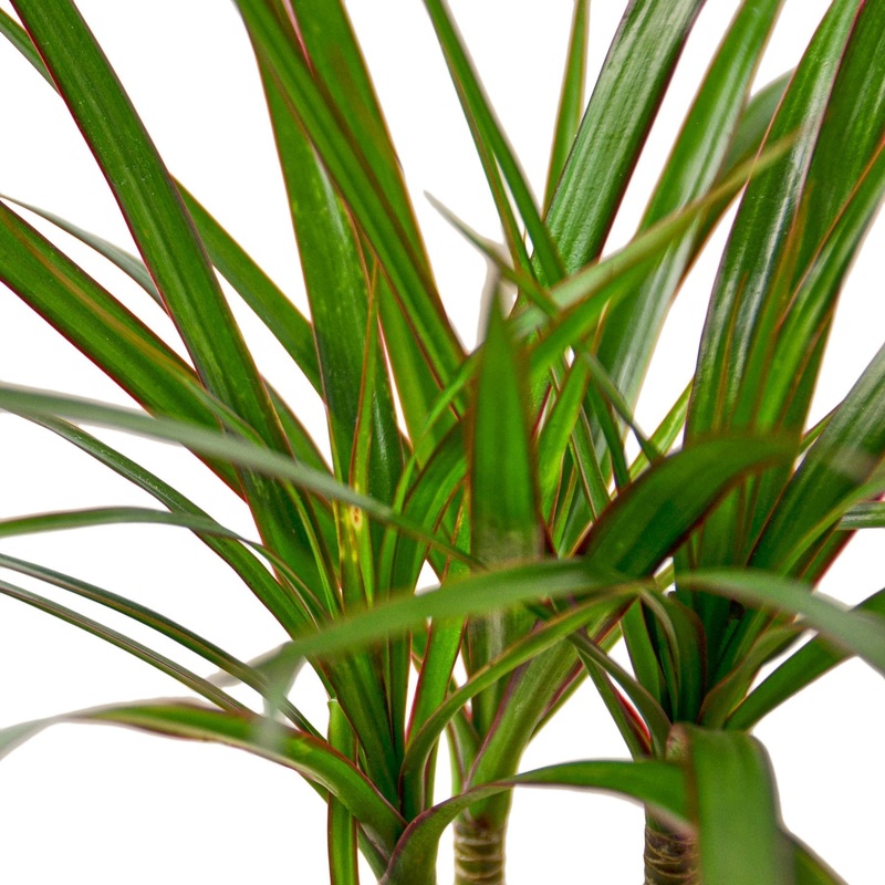 Dracaena Marginata Cane – 6 Pot – NURSERY POT ONLY