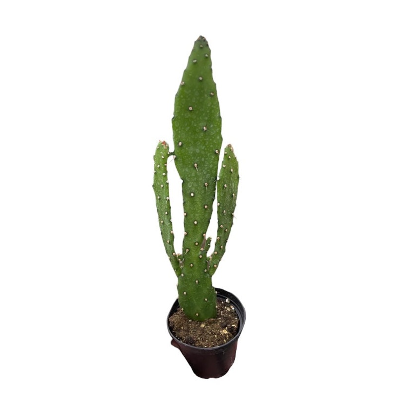 Drooping Prickly Pear Cactus|3″ Pot|4″ Pot