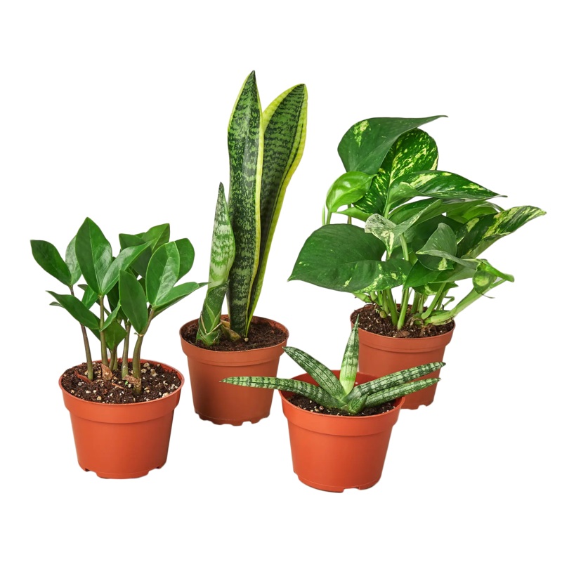 Easy Care Combo  (4-Plants)|4″ Pot|6″ Pot