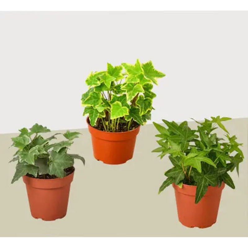 English Ivy Combo  (3 Plants)|4″ Pot