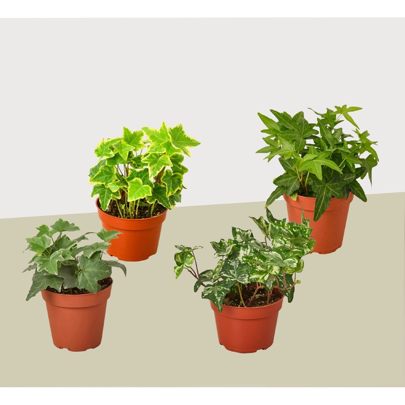 English Ivy Combo  (4-Plants)|4″ Pot