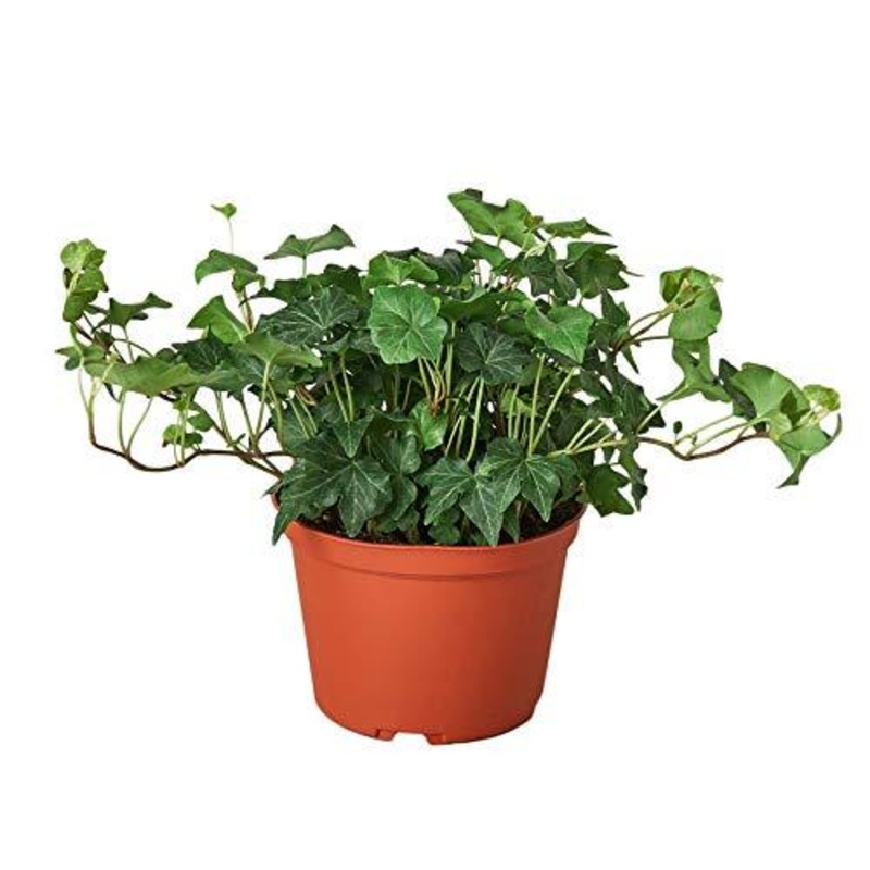 English Ivy Green California – 6 Pot – NURSERY POT ONLY