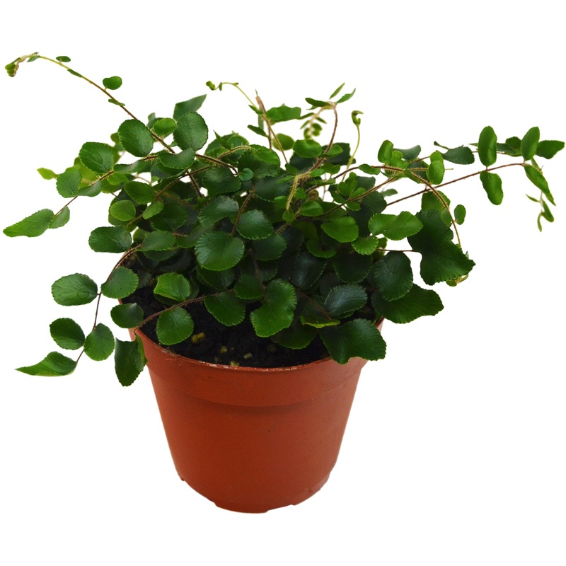 Fern Button|4″ Pot|6″ Pot