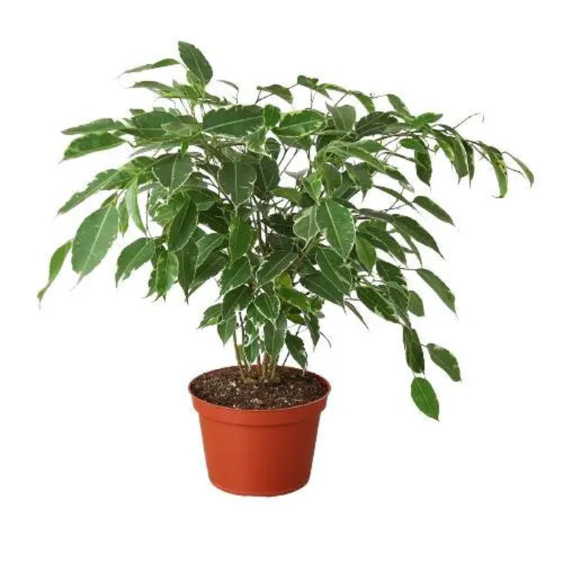 Ficus Breeze|6″ Pot