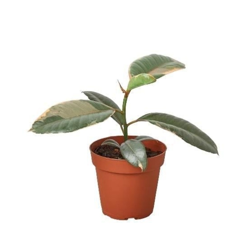 Ficus Elastica ‘Ruby Pink’ – 6 Pot – NURSERY POT ONLY