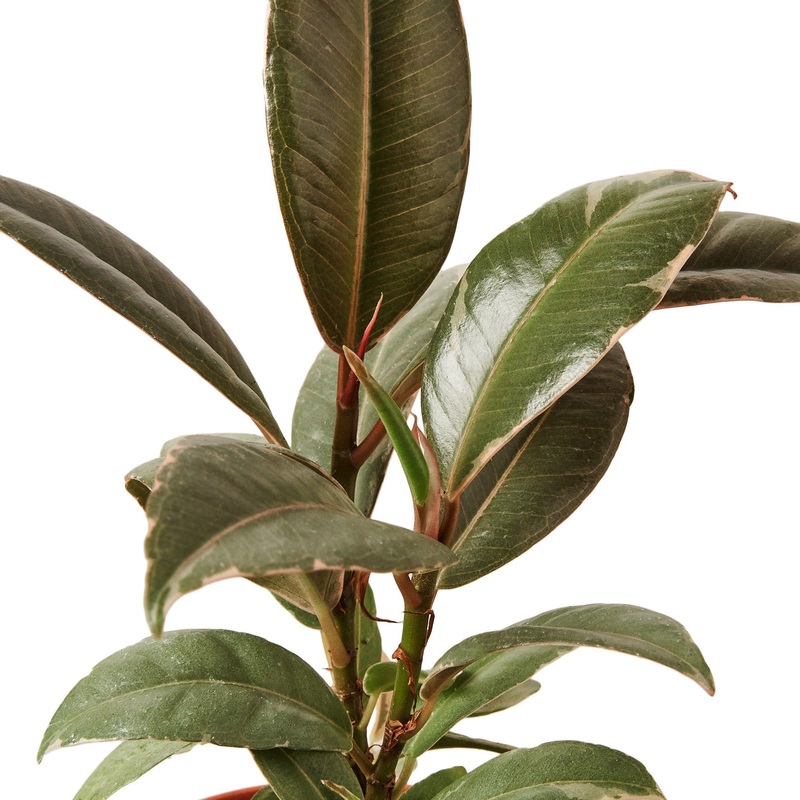 Ficus Elastica Tineke – in 10 inch Pot