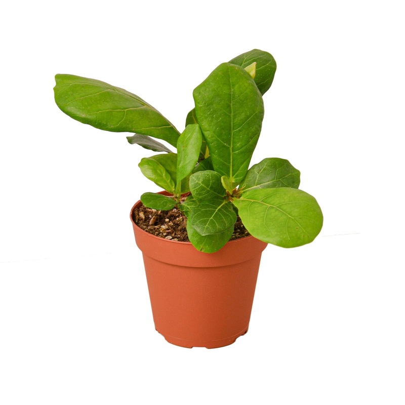 Ficus Lyrata ‘Fiddle Leaf Fig’ – 4 Pot – NURSERY POT ONLY