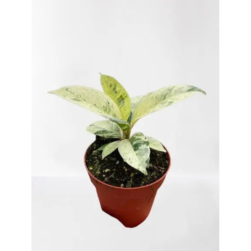 Ficus Shivereana  (Moonshine)|4″ Pot