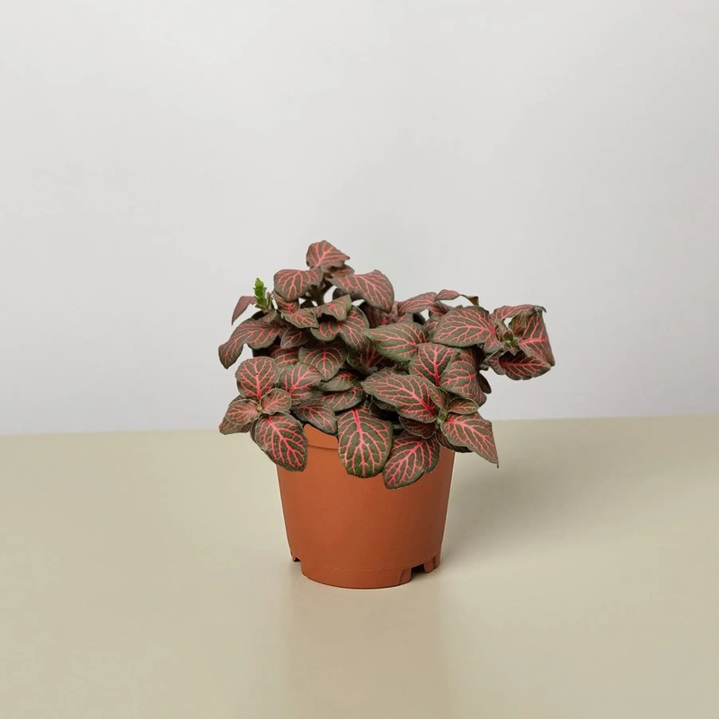 Fittonia Red|3″ Pot|4″ Pot