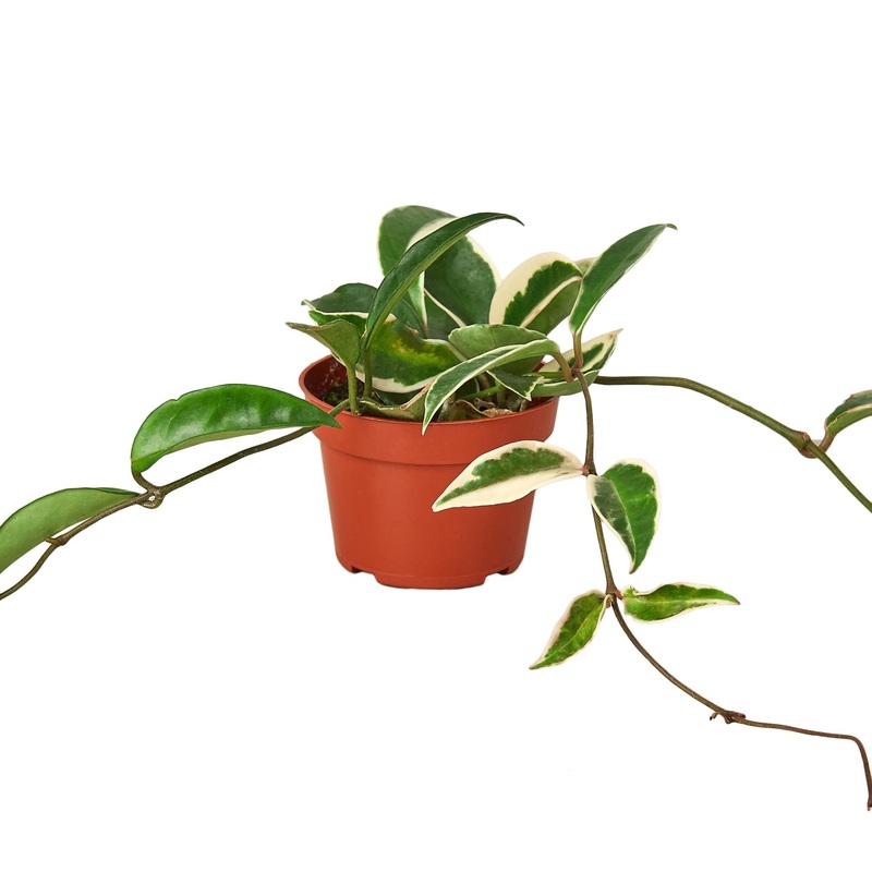 Hoya Carnosa ‘Tricolor’ – 4 Pot – NURSERY POT ONLY
