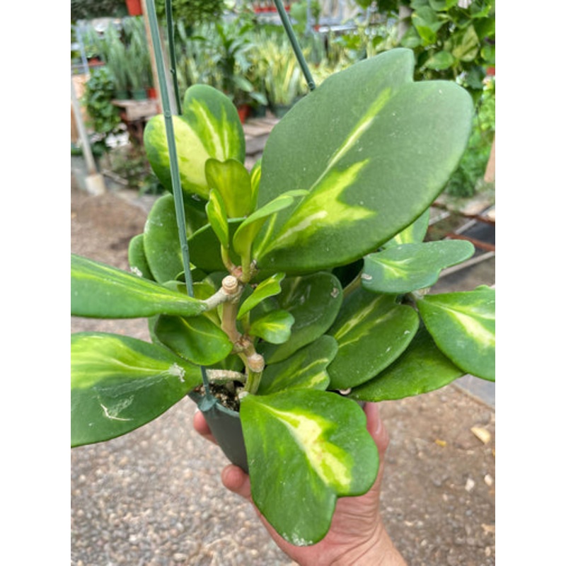 Hoya Heart Reverse Variegata  ** RARE **