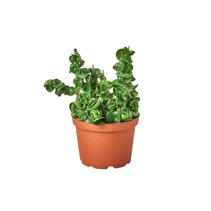 Hoya Rope Plant – 6 Pot – NURSERY POT ONLY