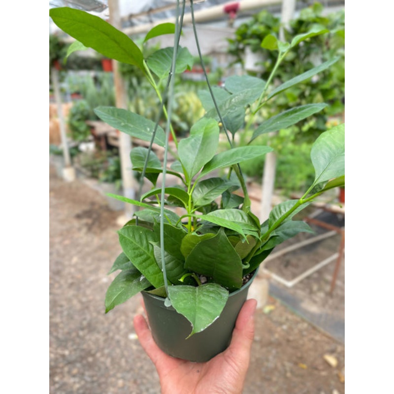 Hoya Shooting Star|6″ Pot