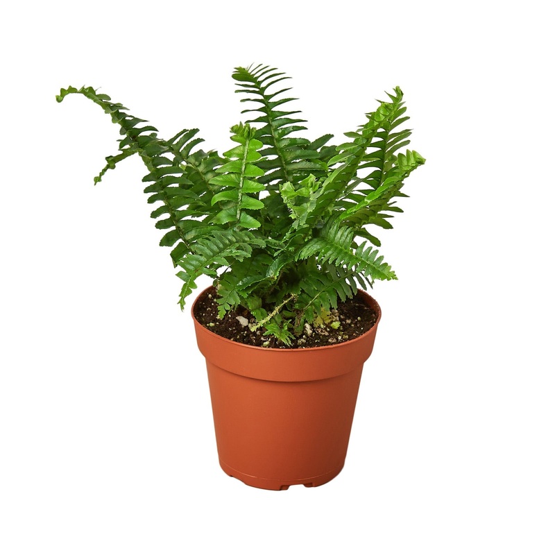Jester’s Crown Fern – 4 – NURSERY POT ONLY