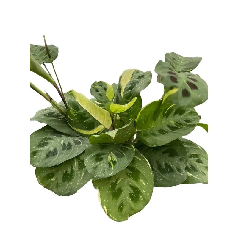 Maranta Kim Variegated|4″ Pot|6″ Pot