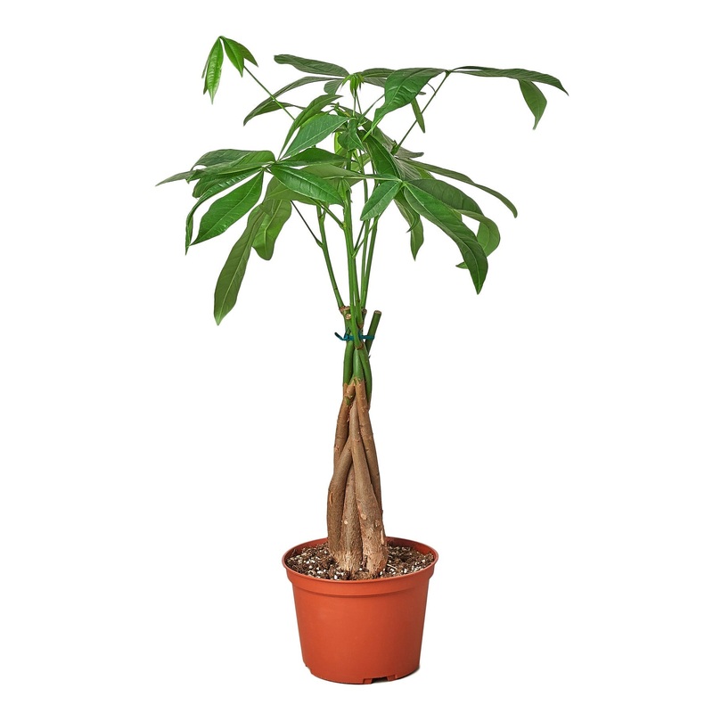 Money Tree ‘Guiana Chestnut’ Pachira Braid – 4 Pot – NURSERY POT ONLY