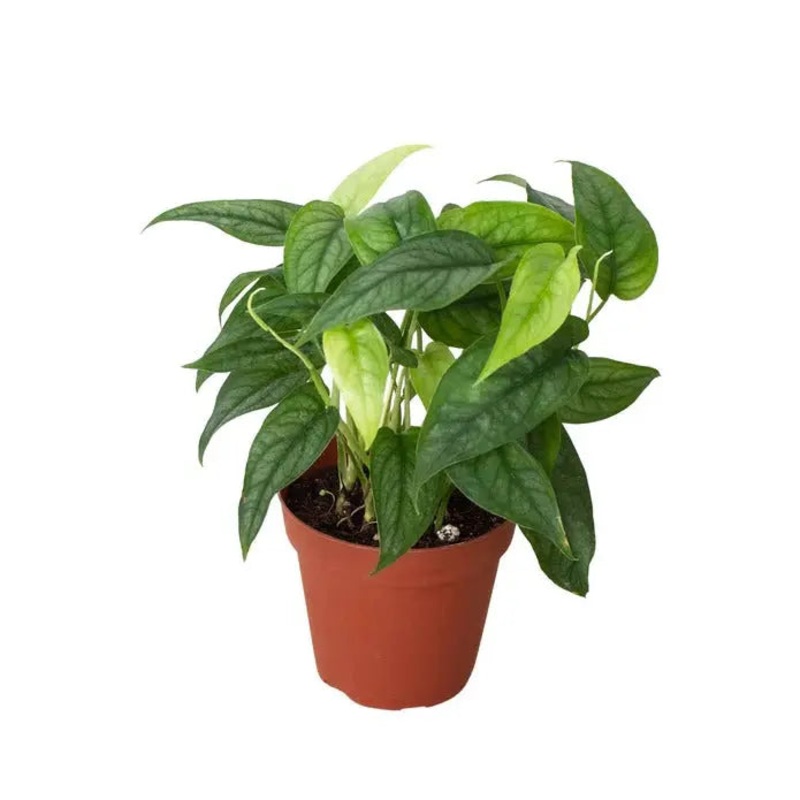 Monstera Siltepecana|4″ Pot