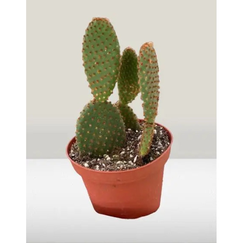 Opuntia Cactus Microdasys|4″ Pot