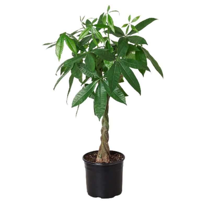 Pachira Braid. Money Tree Guiana Chestnut – 10 Pot