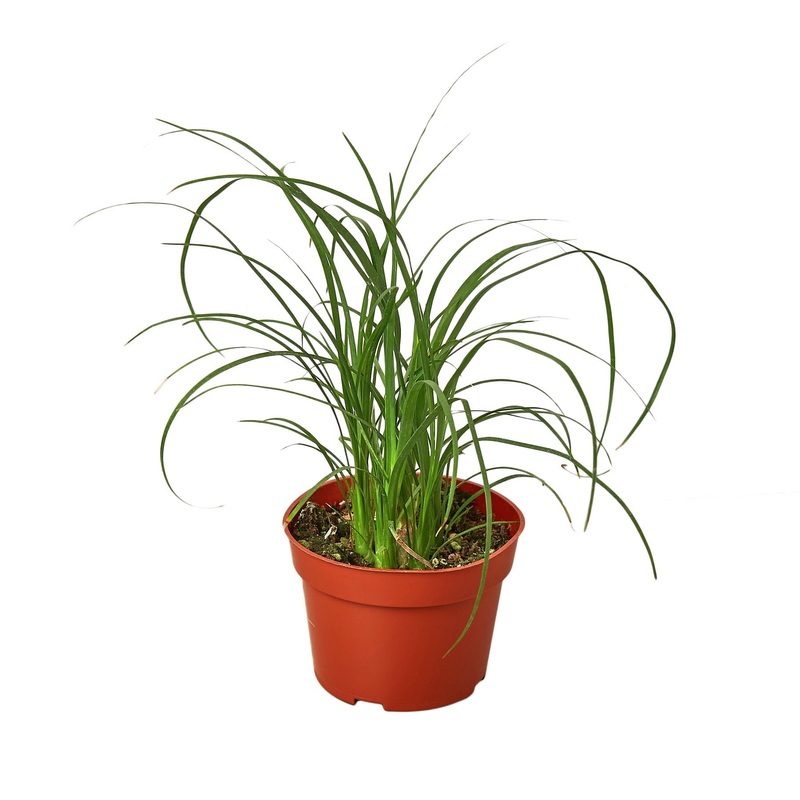 Palm Ponytail – 4 Pot – NURSERY POT ONLY